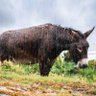 Фото профиля TDonkey