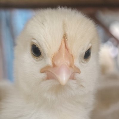 Shaka's profile picture