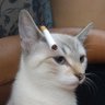 مُخلّل's profile picture