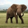 ELEPHANT ็ๅคดๅ