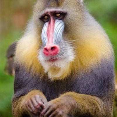 マンドリル's profile picture