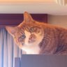冰淇淋 profil fotoğrafı