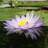 コー profil fotoğrafı