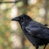 Crow 的头像