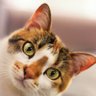 All about Cats profil fotoğrafı