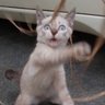 みゃーのすけ 的头像