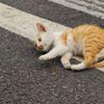 活雷锋 profil fotoğrafı