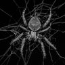 Araña de Mar's profile picture