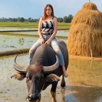 สวยวัวตายความล้ม3659's profile picture