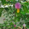 Rajesh Pandey's profile picture