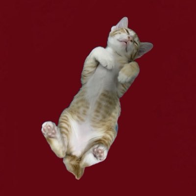❤️🐱𝐊𝐌𝐍🐣❤️'s profile picture
