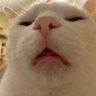 Kenvil Vũ's profile picture