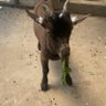 Фото профиля Jasper the Goat