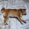 みよし's profile picture