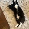 Kari LaScala profil fotoğrafı