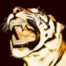 Dgntlman's profile picture