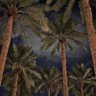 Фото профиля R🌷🇸🇦