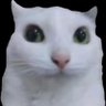 Lisaki's profile picture