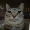 Фото профиля Niko