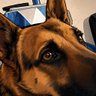 @Serpentina profil fotoğrafı