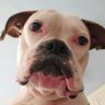 Cássia Maneschy's profile picture