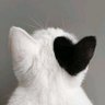 muffin's profile picture