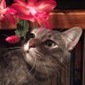 Фото профиля meow