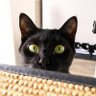 WhoStoleMyCat 的头像