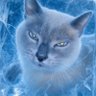 StaSiSm's profile picture