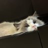 Satomi profil fotoğrafı
