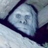 Bop Bip's profile picture