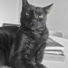 GatoComum's profile picture