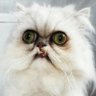 赤オペレーター🩵🥽 profil fotoğrafı