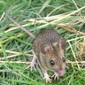 little mouse with Cluster C's profile picture