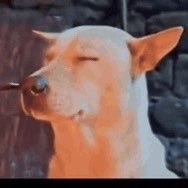24hrSoda's profile picture