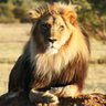 Profilbild von Alpha Panthera Leo
