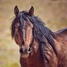 Фото профиля Blue Equus 💫🌎🌲🐾 🐝🐴🌱😷🇺🇦🌻🇵🇸