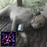 mephiles 🇦🇷 profil fotoğrafı