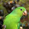 🦜Periquito Feliz 😁🦜's profile picture