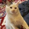 Profilbild von فوفو