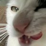 Profilbild von Liraz