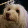 bella 🦴 profil fotoğrafı