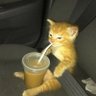 White Humor's profile picture