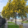 nellybernabo@hotmail's profile picture