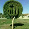 Profilbild von afzalشاہانی