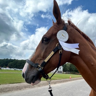 GOGOターボさん(ジャスティンターボ)'s profile picture