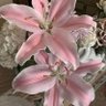 flowerr.dairyy 的头像