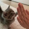 eysi bumbacilatte 的头像
