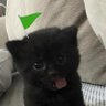 แมวด๊ำด๋ำ🐈‍⬛ profil fotoğrafı