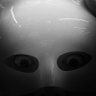 Profilbild von 極虎 DA べや -贄と糧-